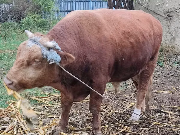Bou, Bovine — Republica Moldova