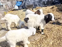 Bode, Saanen goat — foto 2