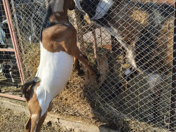 Ziegenbock, Nubian Goat — Republik Moldau