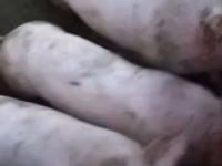 Кабан, Чочколор — сүрөт 1