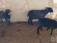 Ovelhas (lote, sexo não especificado), Ovelhas — foto 2