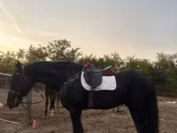 Cal, Friesian — foto 5