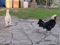 Chickens — photo 3