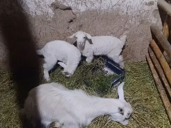 Capră, Alpine goat