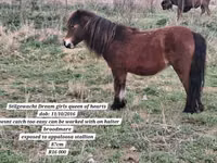 公马, Miniature horse — 照片 7