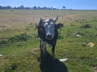 गाय, Russian Black pied cattle — फ़ोटो 5