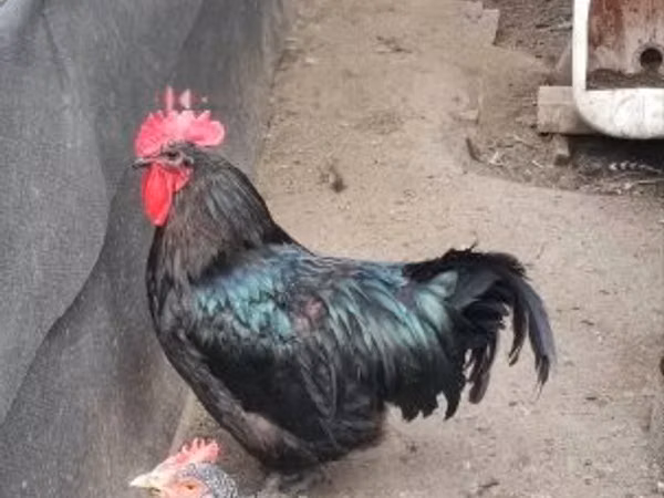 Australorp