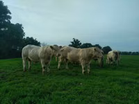 Bulle, Charolais cattle — Foto 2