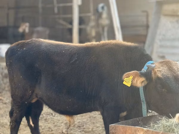 公牛, Cattle