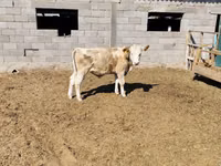 Taureau, Simmental cattle — photo 2