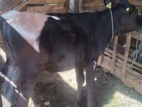 Vache, Race Alatauskaya — photo 3
