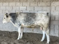 Bou, Belgian Blue — foto 3