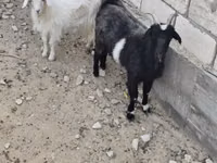 عنزة, الماعز — الصورة 1