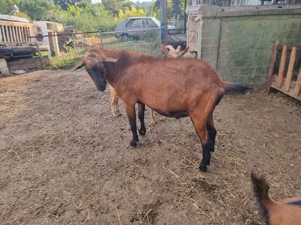 Țap, Alpine goat