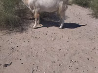 Cabro, Cabras — foto 2