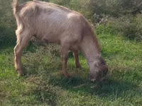 تيس, LaMancha goats — الصورة 2