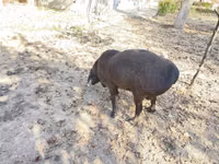 Ram, Hissar sheep — photo 4