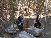 रूएन — फ़ोटो 1