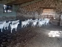 Goat, Goats — photo 2