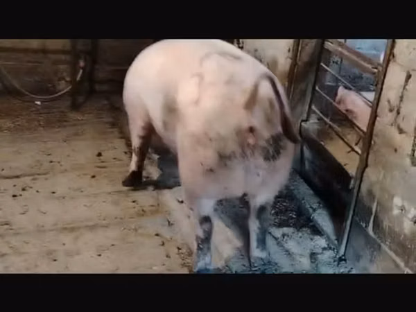 Scroafă, Porci — Republica Moldova
