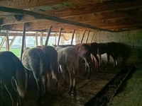 Caballos (lote, sexo no especificado), Caballos — foto 4