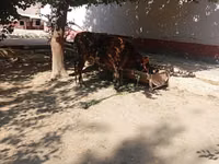 İnək, Mal-qara — foto 2