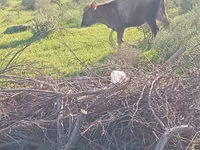 Bull, Cattle — photo 2