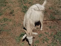 Cabra, Cabras — foto 4