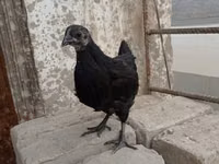 Ayam Cemani — foto 1