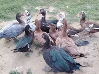 Ducks — photo 1