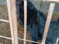 ثور, Swiss cattle — الصورة 1