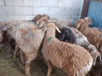 Schaf, Arashan sheep — Foto 4
