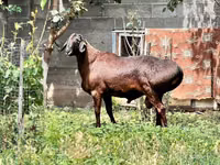 Qoç, Qoyunlar — foto 3