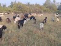 Capră, Capre — foto 3