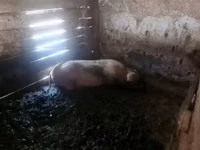 Vier, Porci — foto 5