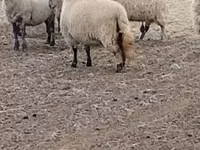 Ovelha, Merino sheep — foto 2