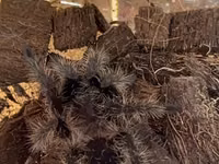 Məhsul: Seçmə tarantula balaları (sling) Növlər: - Brachypelma vagans — photo 5