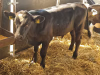 أبقار (دفعة، الجنس غير محدد), Simmental cattle — الصورة 2