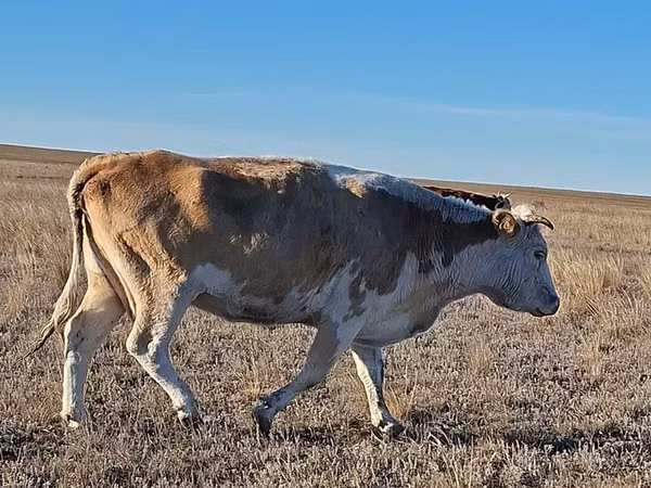 بقرة, Simmental cattle