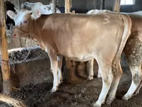 Buğa, Simmental cattle — foto 1