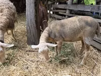 Oaie, Luzein sheep — foto 1
