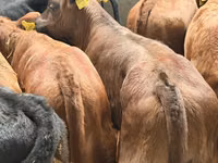 أبقار (دفعة، الجنس غير محدد), Simmental cattle — الصورة 6