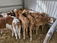 Cattle (batch, sex not specified), Simmental cattle — photo 2