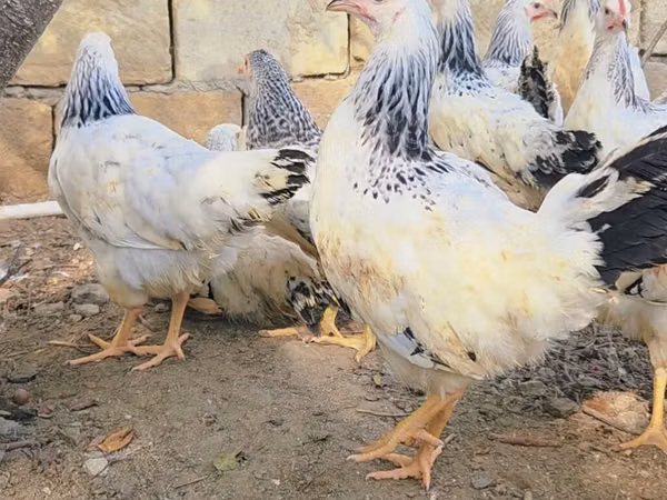 Brahma