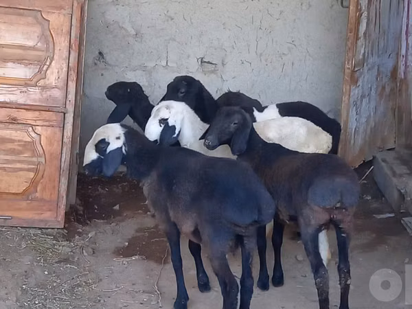 Ovejas (lote, sexo no especificado), Ovejas