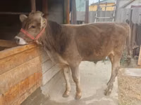 Bou, Swiss cattle — foto 4