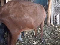 Chèvre, Alpine goat — photo 5