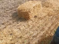 baloți de paie de orz — foto 1