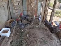 Chickens — photo 1