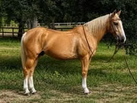 حصان, Quarter Horse — الصورة 1